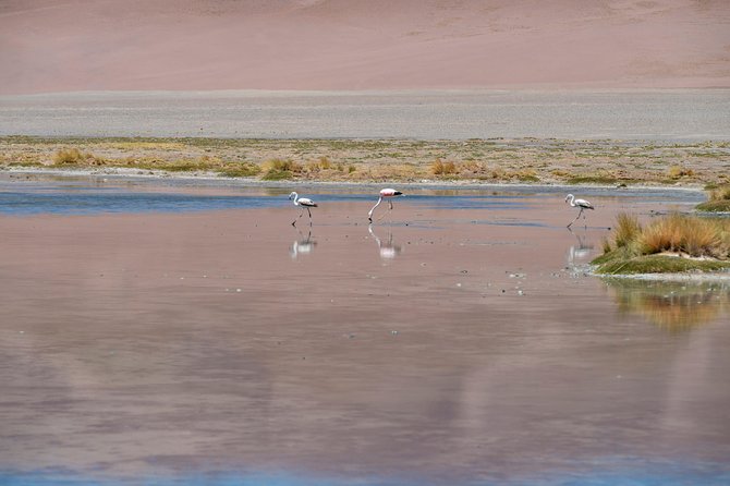Puna Salt Flats - Full Day Tour - San Pedro De Atacama - Must Visit - Pickup and Accessibility