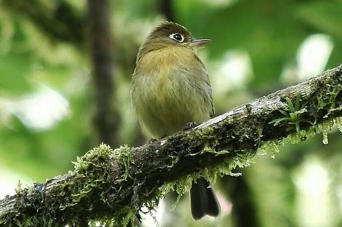 Quetzal Birdwatching Experience at San Gerardo De Dota Group Tour. - Guided Hiking Experience