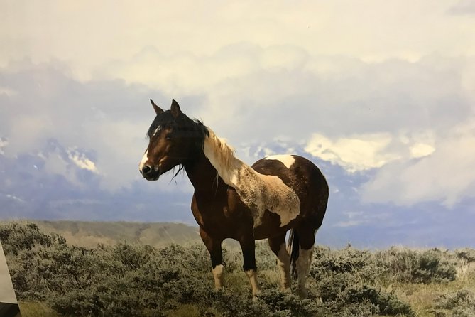 Red Canyon Wild Mustang Van or Bus Tours For Large Groups 5 PM - Experience Highlights
