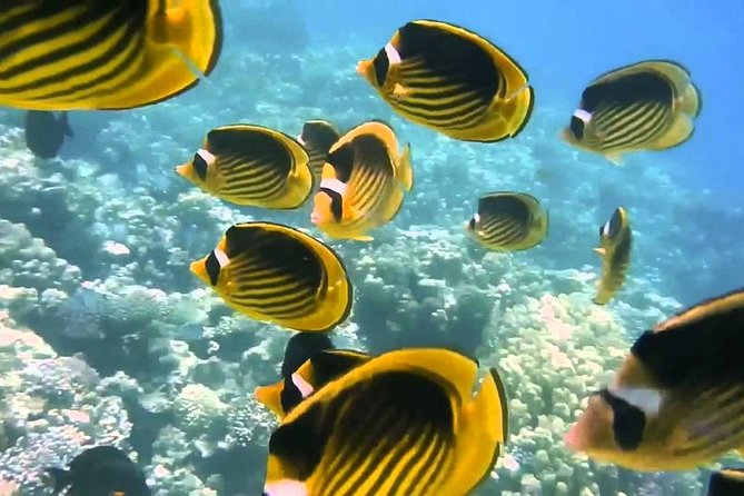 Red Sea Snorkeling From Hurghada - Pricing Details