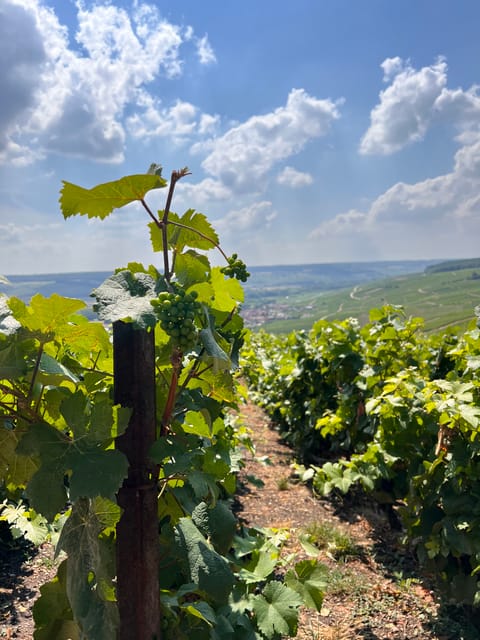 Reims/Epernay: Champagne Day Tour With Tastings - Experience and Learning