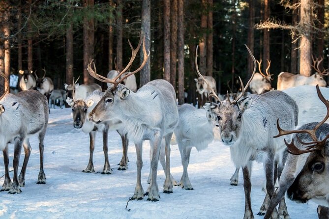 REINDEER FARM VISIT a Real Authentic Experience - Sled Ride Experience