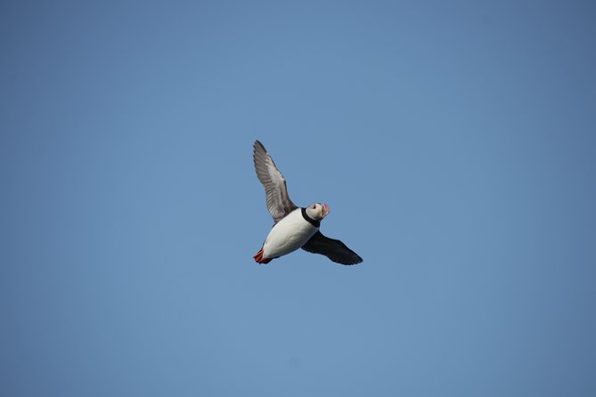 Reykjavik Shore Excursion: Puffin Sightseeing Cruise - Tour Experience