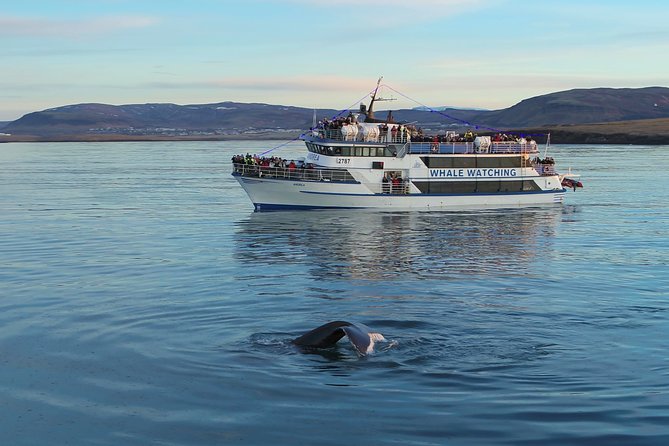 Reykjavik Shore Excursion: Whale-Watching Cruise - Accessibility and Participation