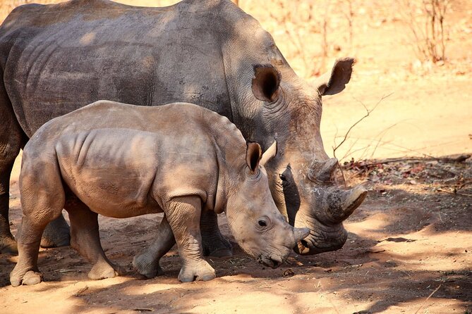 Rhino Game Drive - Tour Inclusions and Amenities