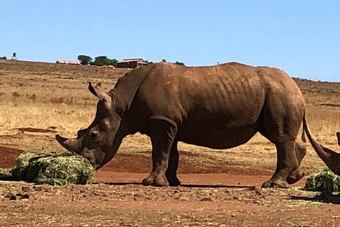 Rhino & Lion Nature Reserve - Meeting and Pickup Locations