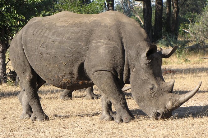 Rhino Walk - Safety Measures in Place
