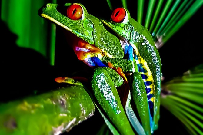 Rio Celeste Nature Night Walk - Reviews and Ratings