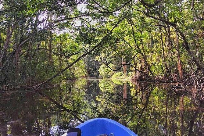 Roatan Mangrove Tunnels Adventure - Interacting With Roatans Wildlife