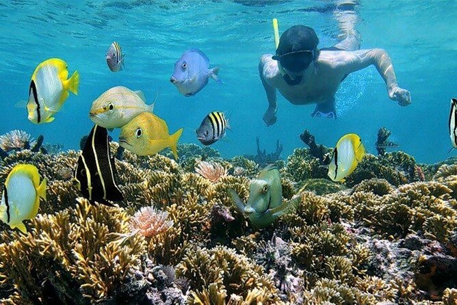 Roatan Shore Excursion Snorkelling, Sloths & Monkeys, Beach Break - Enjoy Pristine White Sands