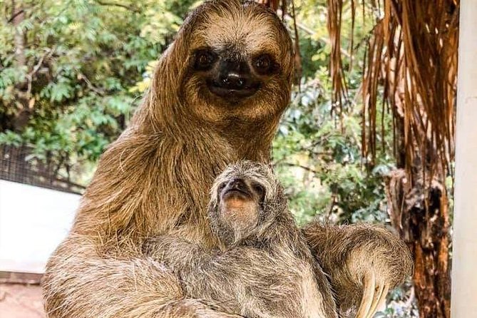 ROATAN: Zipline-Sloths-Snorkeling-City Tour Chocolate & Rum - Itinerary Details
