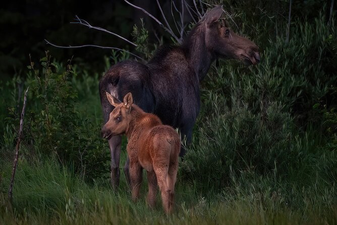 Rocky Mountain National Park: 4 Hr Private Wildlife Driving Tour - Wildlife Viewing Opportunities