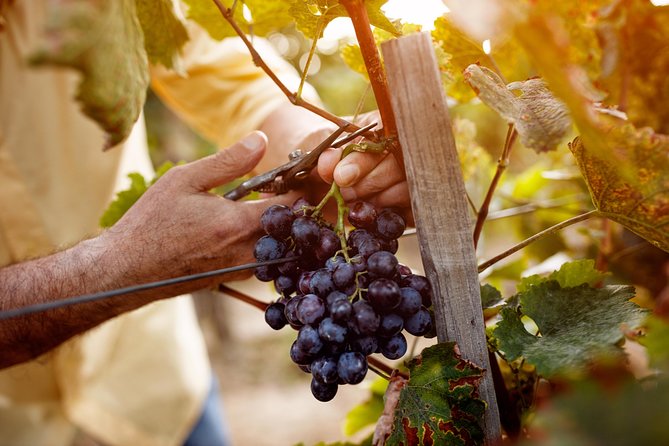 Romanian Wine Tasting - Logistics and Accessibility