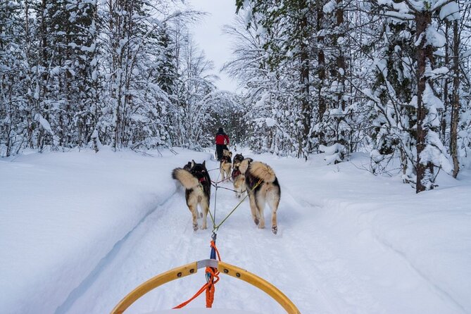 Rovaniemi: Husky Safari Tour & 6-10 Km Self-Driving Mushing - Cancellation Policy Highlights