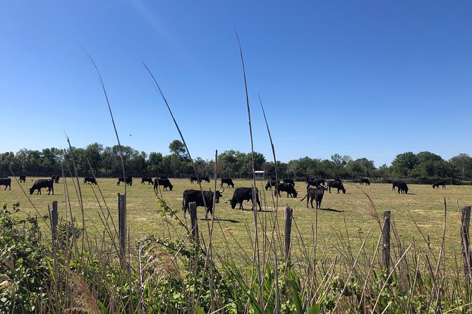 Safari 4x4 Camargue 2 Hours - Saintes Maries De La Mer - Private Tour - Traveler Experiences
