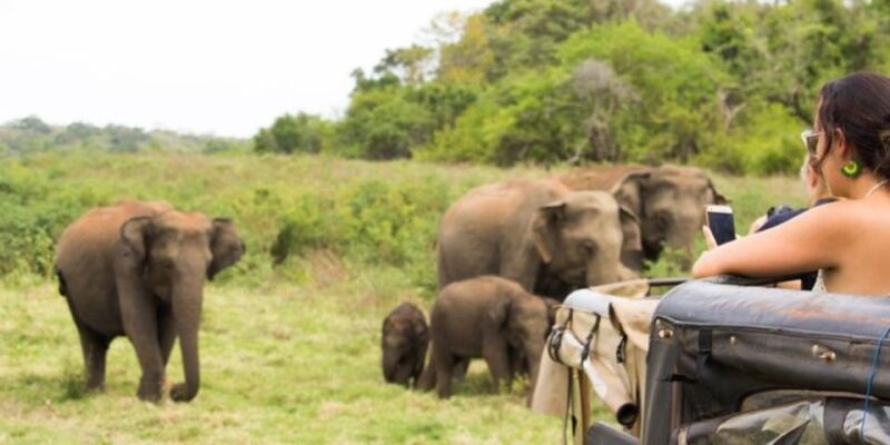 Safari Adventure: Yala National Park Afternoon Expedition - Wildlife and Biodiversity