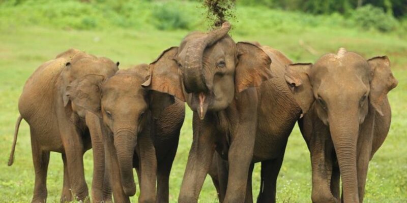 Safari Adventure:Udawalawe National Park Half-Day Expedition - Inclusions