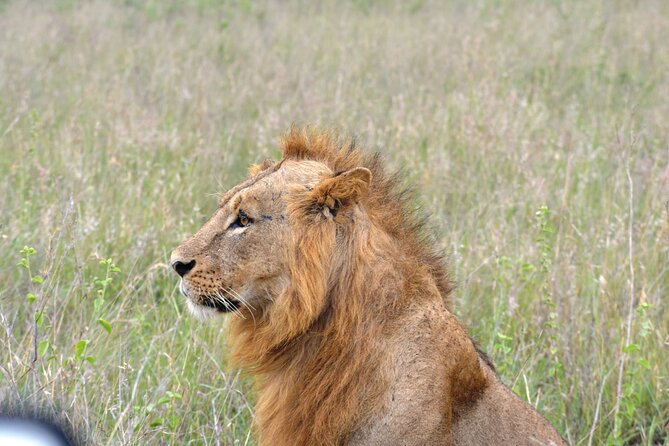 Safari in Nairobi Kenya National Park Half Day Tour - Wildlife You May Encounter