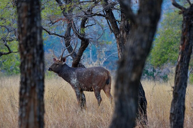 Safari in Pench National Park - Traveler Reviews and Ratings