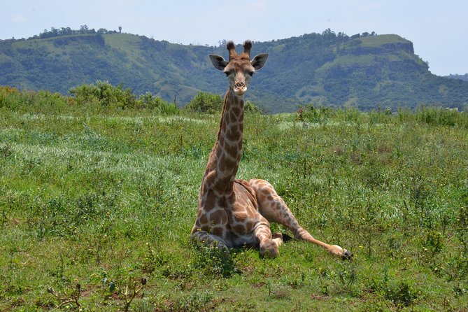 Safari & Phezulu Village Day Tour From Durban - Customer Feedback