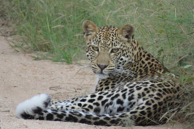 Safaris in Kruger National Park Full Day - Tour Inclusions and Details