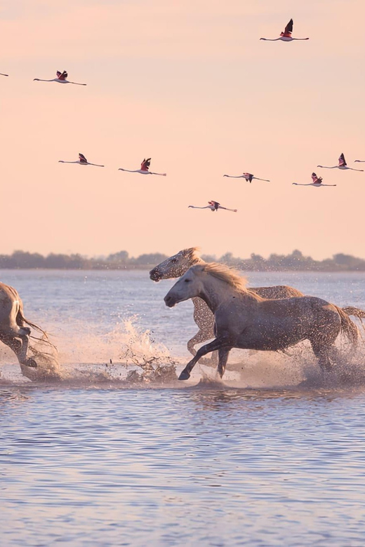 Saintes-Maries De La Mer: at the Heart of Camargue History - Exploring Camargues Vibrant Culture