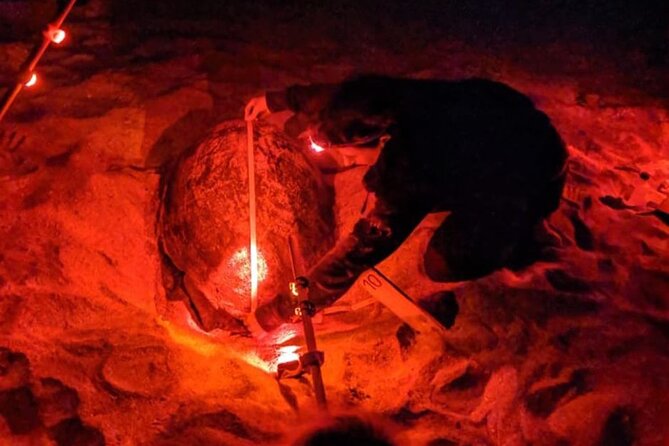 Sal Island: Sea Turtle Experience From Santa Maria - What to Expect During the Tour