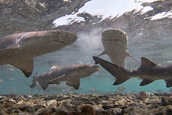 Sal Island: Shark Bay Shark Watching Experience From Santa Maria - Pricing and Booking Details