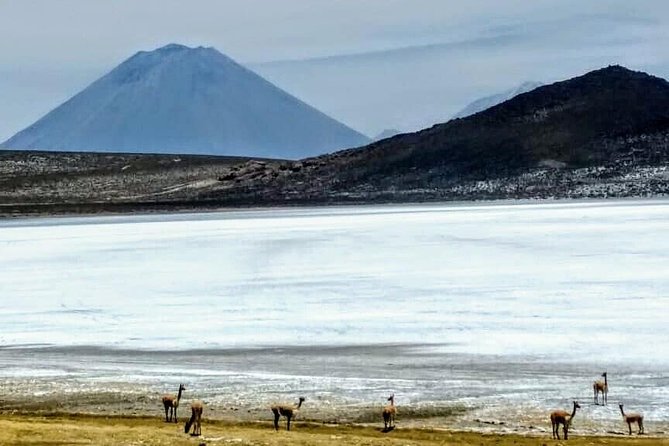 Salinas Salt Lagoon Private Tour - Day Trip From Arequipa - Hiking and Wildlife Spotting