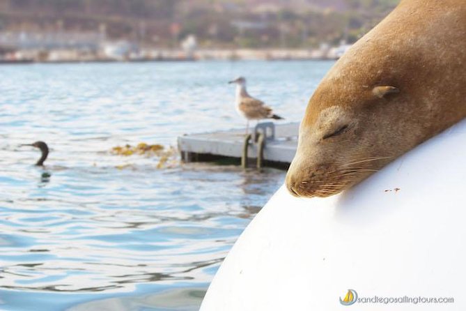 San Diego Half-Day Marine Wildlife Tour With Lunch - Inclusions and Amenities