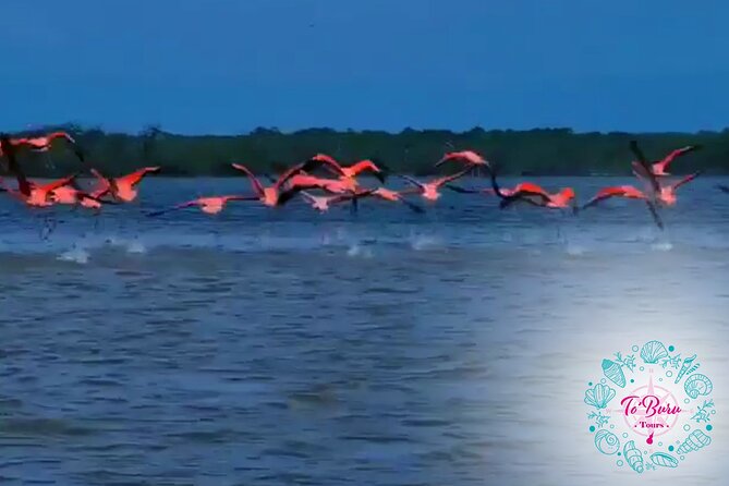 Sanctuary Los Flamingos Tour - Health and Safety Information