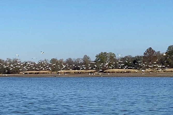 Sandhill Crane Kayak Tour With Chattanooga Guided Adventures - Whats Included in the Tour
