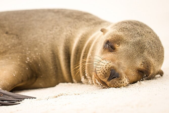 Santa Fé Island on Board of Sea Lion Yacht - Release Form for Children