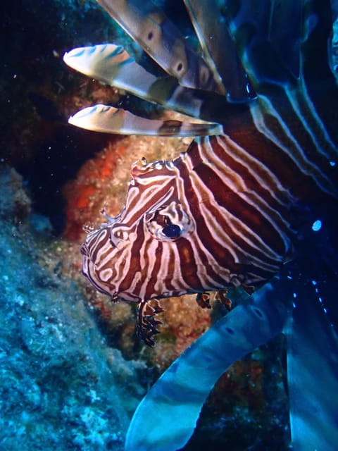 Santorini: Scuba Diving - Itinerary
