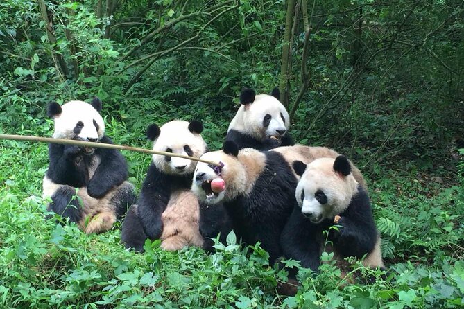 Sanxingdui Museum+Chengdu Panda Base or Jinsha Site Tour - Pricing Details