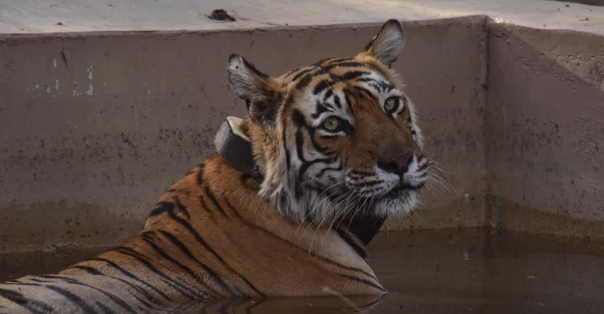 Sariska : Private Guided Tiger Safari in Gypsy - Inclusions and Exclusions