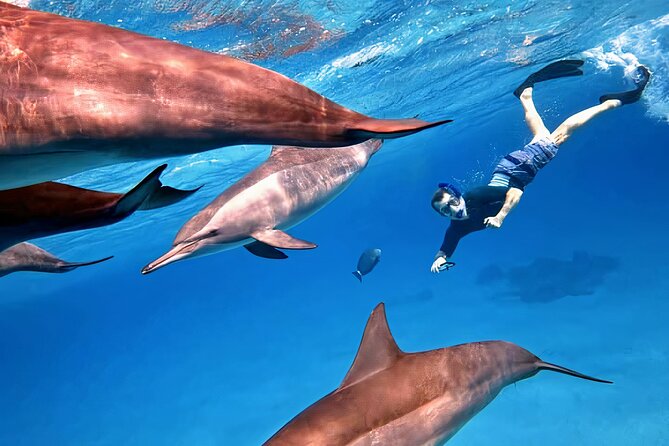 Sataya Dolphin House Snorkel Trip - Marsa Alam - What to Expect on Board