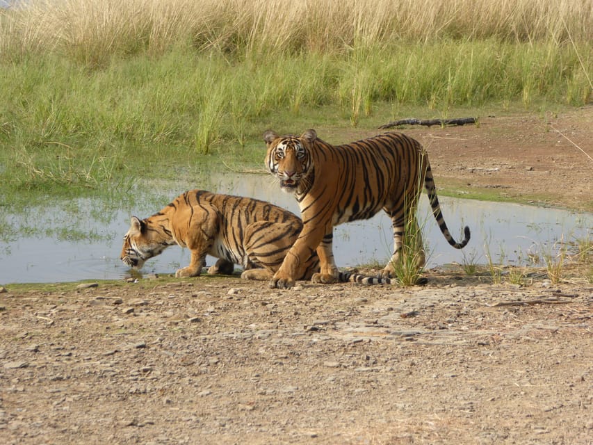 Sawai Madhopur: Ranthambore National Park Safari - Wildlife Encounters