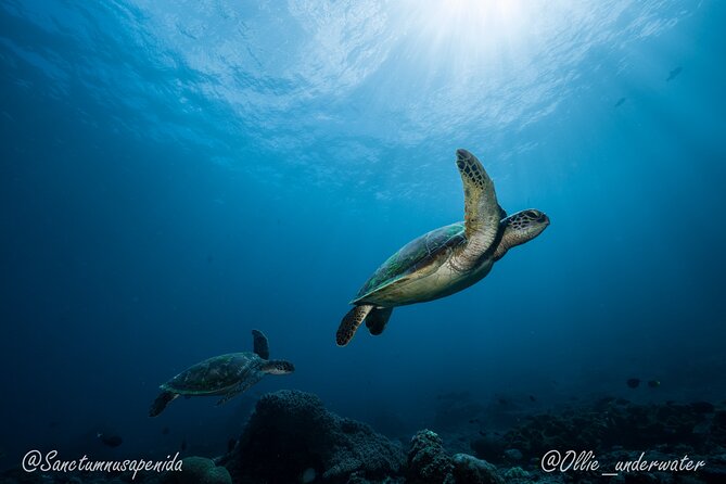 Scuba Dive With Manta Rays - Additional Activities in Nusa Penida