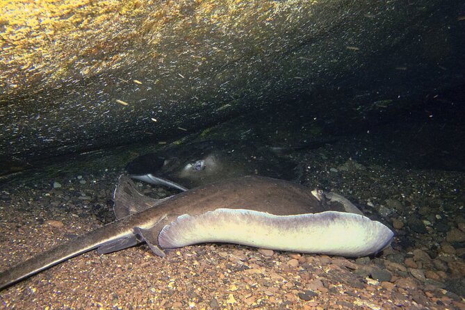 Scuba Night Dive on Tenerife With SCUBANANA - Included Rental Gear and Supervision