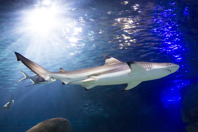 SEA LIFE Munich Admission Ticket - Admission Details and Pricing Information