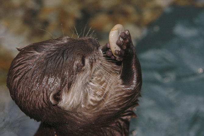SEA LIFE Timmendorfer Strand Admission Ticket - Admission Prices and Policies