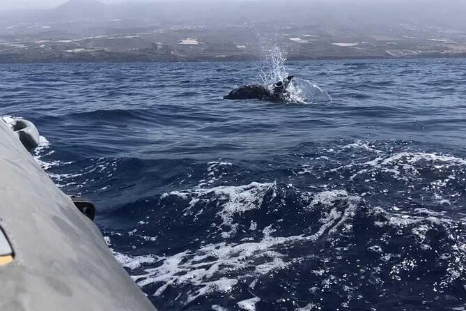 SEA SAFARI Dolphins,Whales, Snorkeling, Snack, Drink, 3h Private - Tour Duration and Accessibility