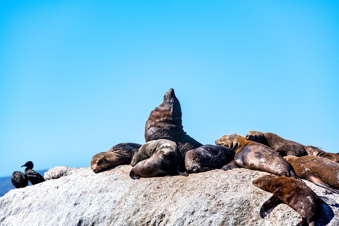 Seal Snorkeling Experience in Cape Town - Tour Logistics