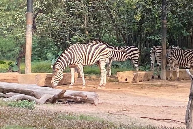 See Panda Guangzhou Chimelong Safari Park and Circus Private Tour - Circus Entertainment Features