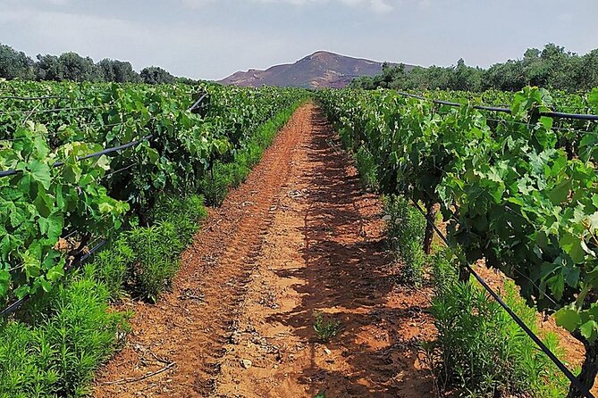Semi-Private Premium Wine Tasting at Titakis Winery With Transfer - What to Bring