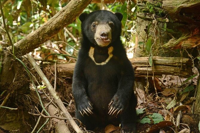 Sepilok Orang Utan, Sun Bear & Sandakan Nature City Tour + Lunch - Booking Information