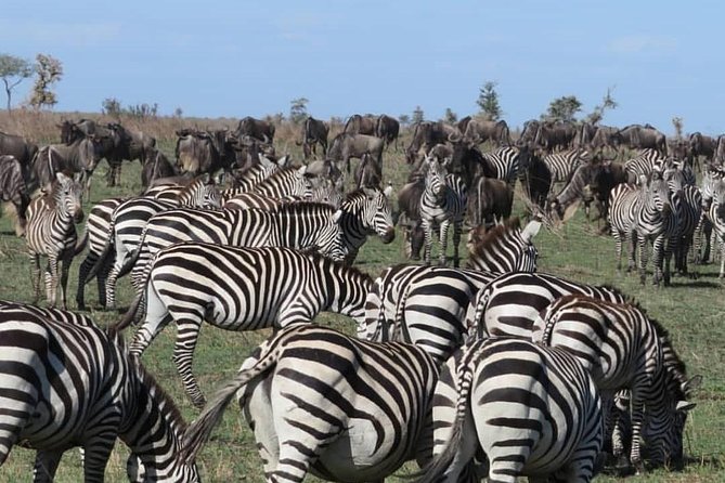 Serengeti, Ngorongoro & Tarangire 5days Private Tour - Cultural Experiences