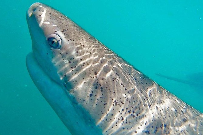 Shark Cage Diving - Adventure Meets Conservation! - Safety Measures and Guidelines