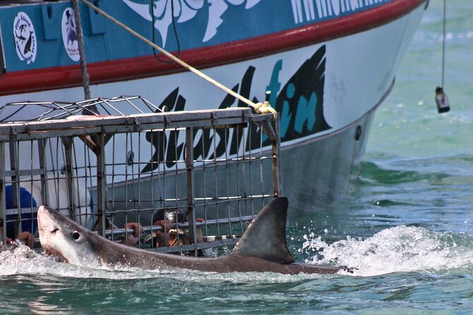 Shark Cage Diving and Viewing With Transport From Cape Town - Accessibility Features